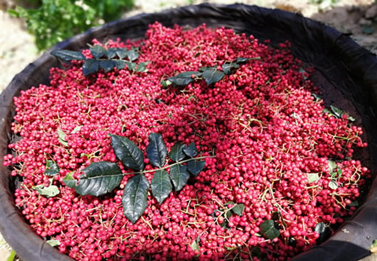 大紅袍花椒